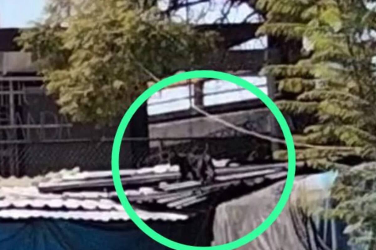 Pantera en metro Tacuba: "Se peleó con un gato", afirma comerciante en CDMX que supuestamente la vio