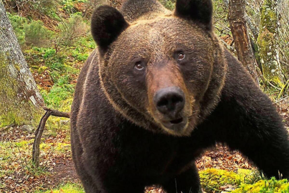Hombre se lleva tremendo susto, cuando un oso lo despierta