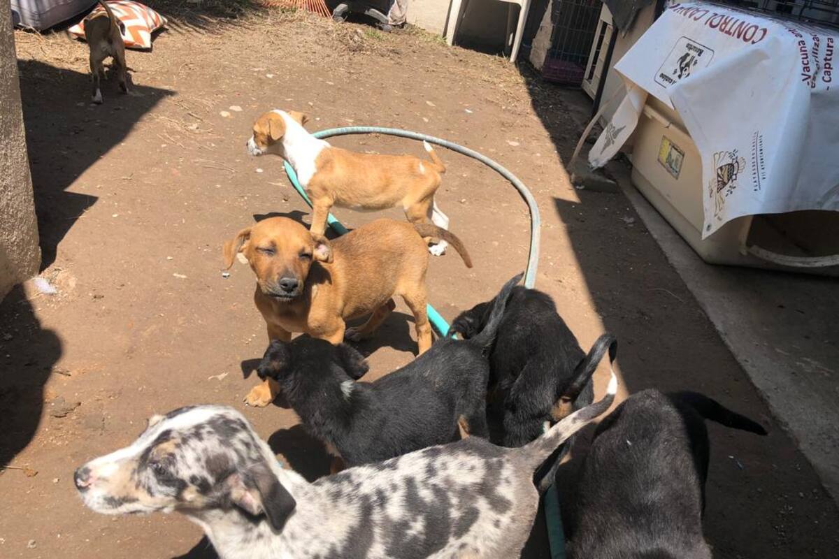 Inicia campaña de vacunación antirrábica para perros y gatos en Rosarito