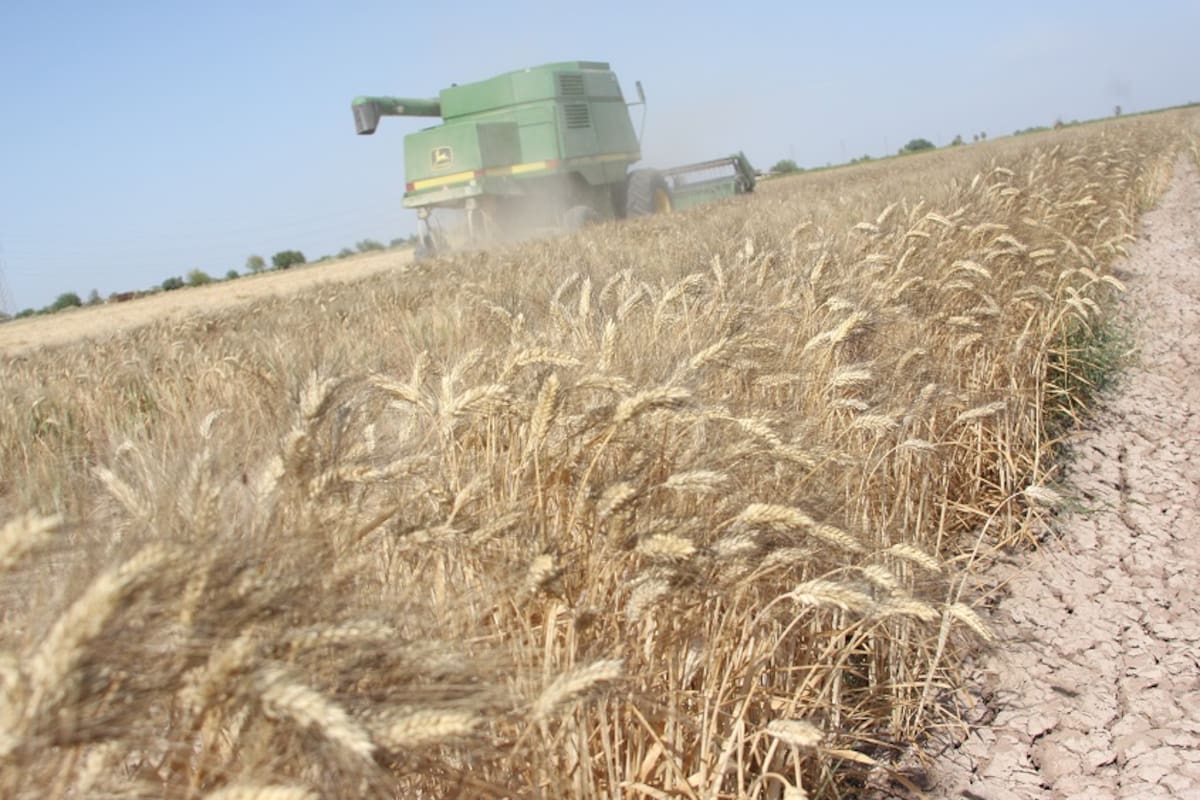 No habrá apoyos municipales para trigueros del Valle de Mexicali