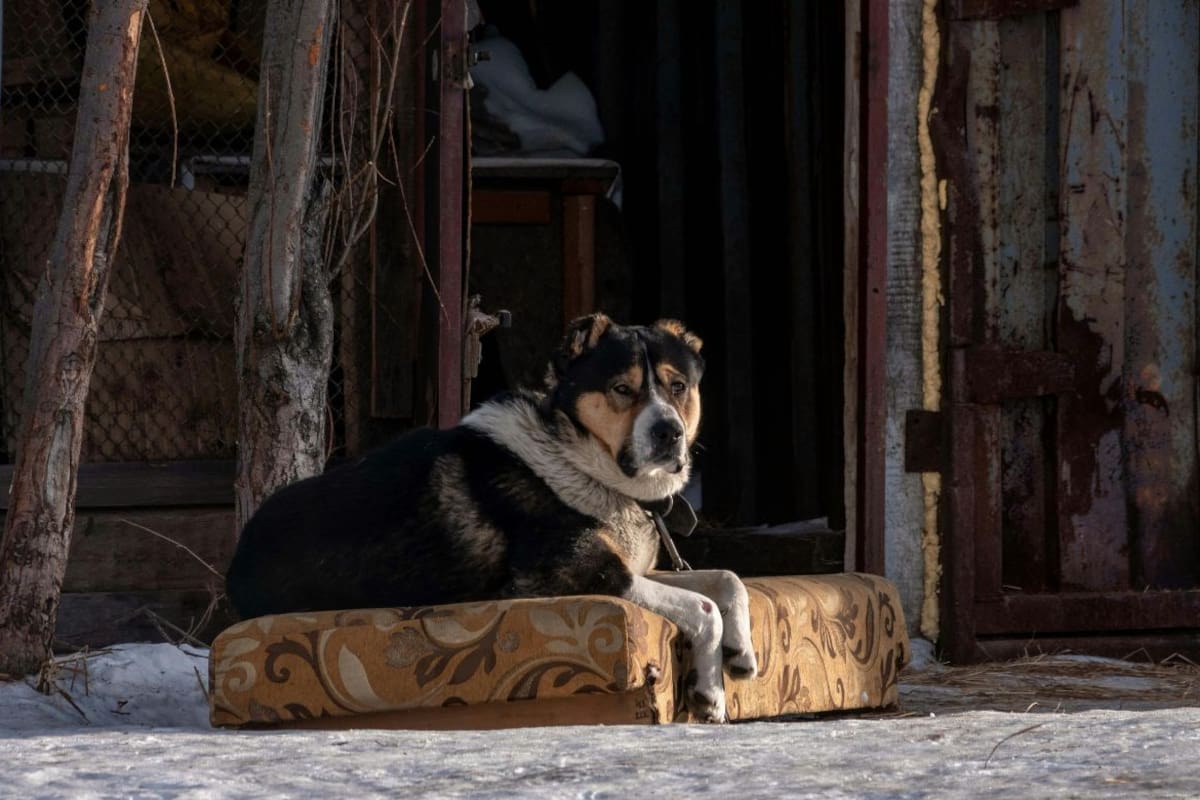 Unepa alerta sobre perros semi domiciliados en Hermosillo que generan agresiones y daños a la comunidad