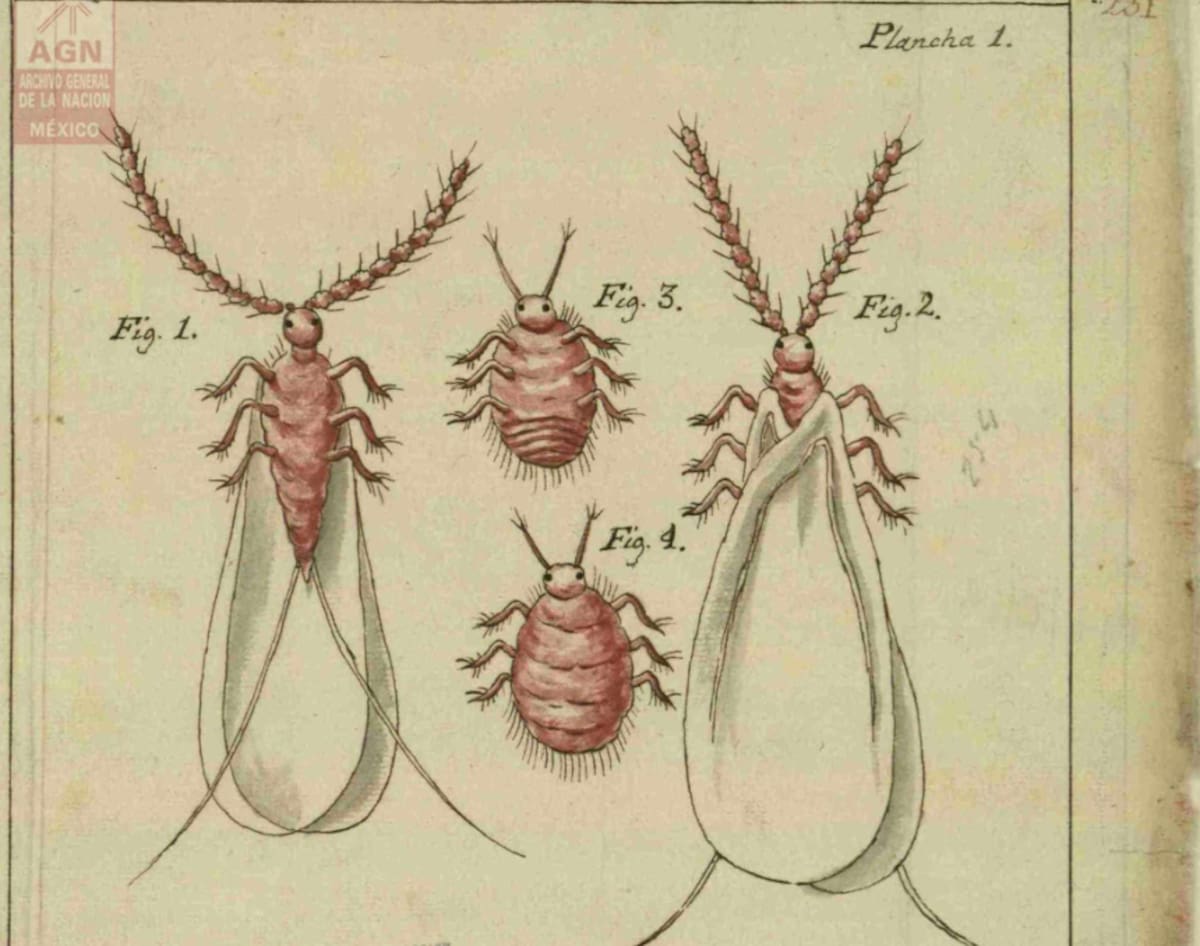 Los esquemas históricos documentan el proceso de cultivo de la grana cochinilla sobre los nopales, una práctica desarrollada por los pueblos indígenas que permitió obtener el pigmento rojo y consolidar su importancia económica durante el virreinato. Foto: Archivo General de la Nación (AGN).