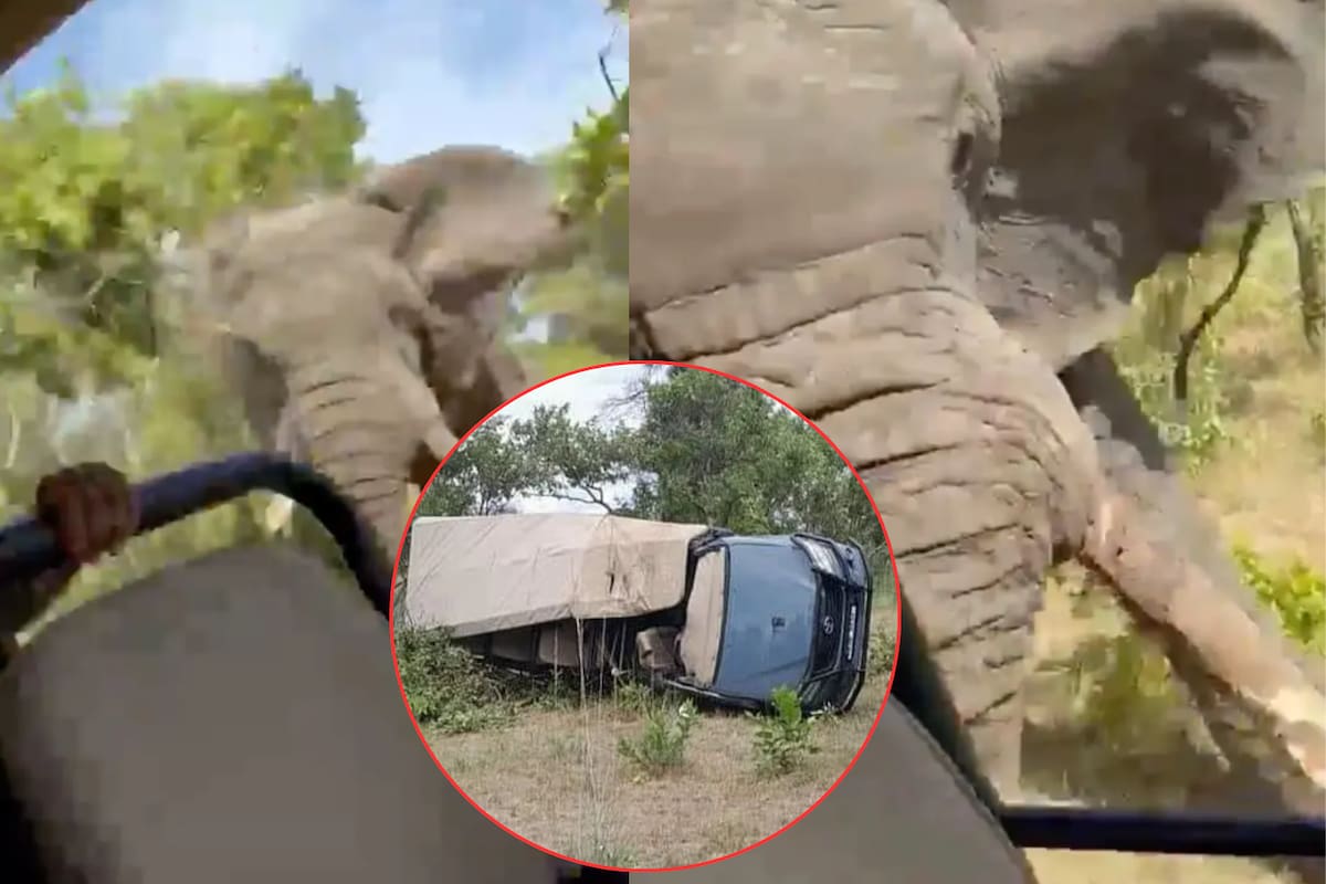 VIDEO: Elefante ataca y asesina brutalmente a una turista de EU durante safari en África