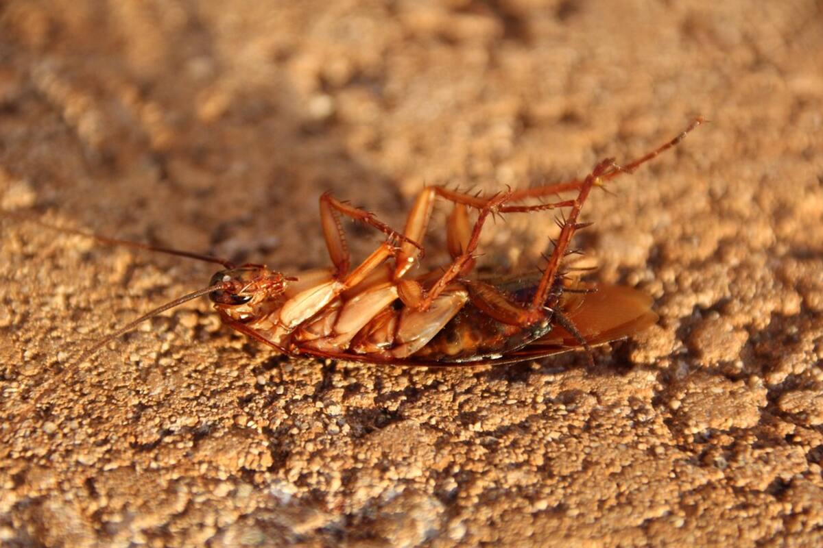 Acude al veterinario para que atiendan a una cucaracha