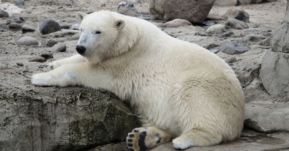 Osos polares del sureste de Groenlandia muestran señales genéticas del calentamiento del Ártico y revelan cómo el cambio climático presiona su supervivencia