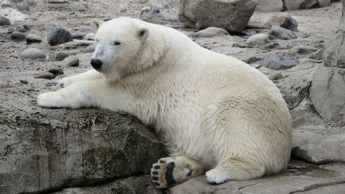 Un estudio comparó osos polares del sureste y noreste de Groenlandia para entender cómo el aumento de temperatura afecta su biología|Foto: Canva