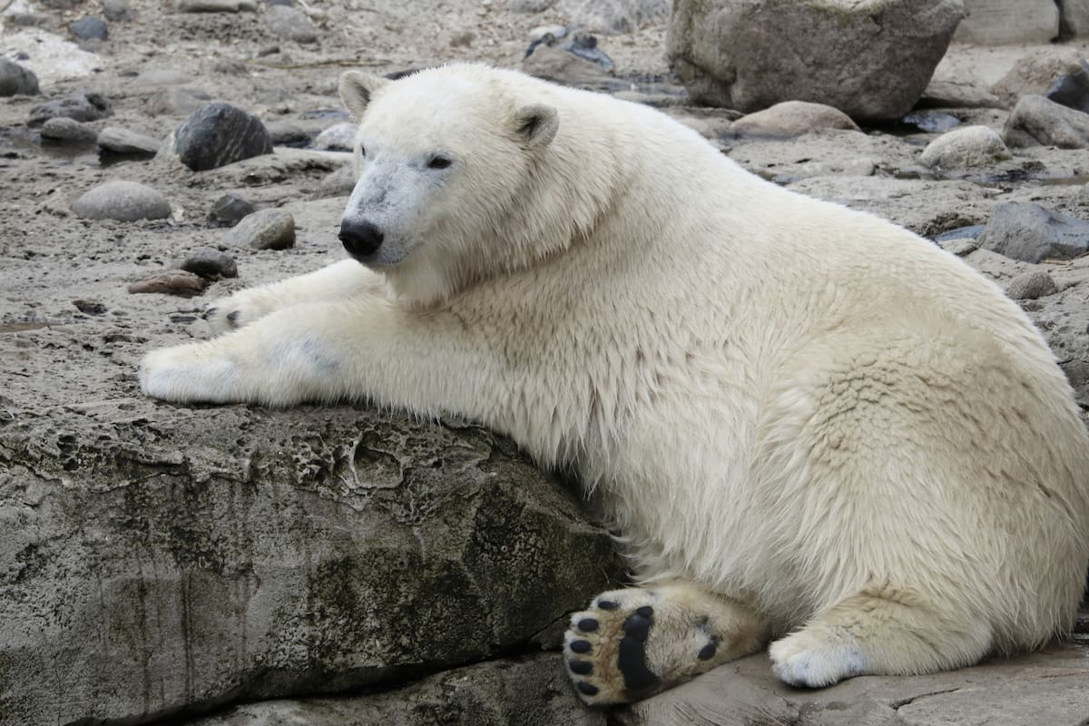 Osos polares del sureste de Groenlandia muestran señales genéticas del calentamiento del Ártico