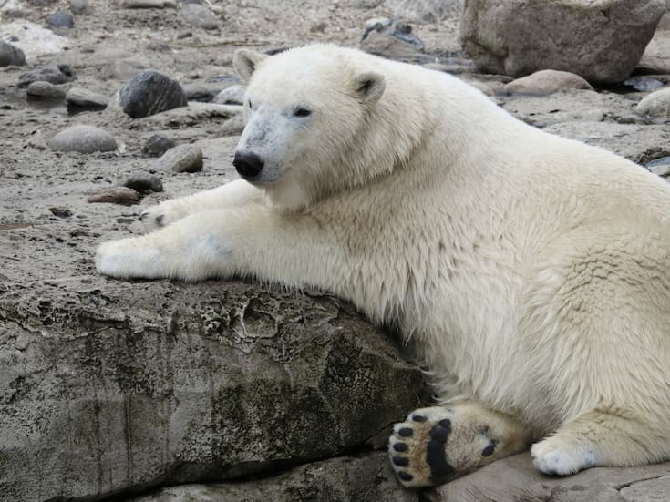 Osos polares del sureste de Groenlandia muestran señales genéticas del calentamiento del Ártico