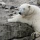 Osos polares del sureste de Groenlandia muestran señales genéticas del calentamiento del Ártico