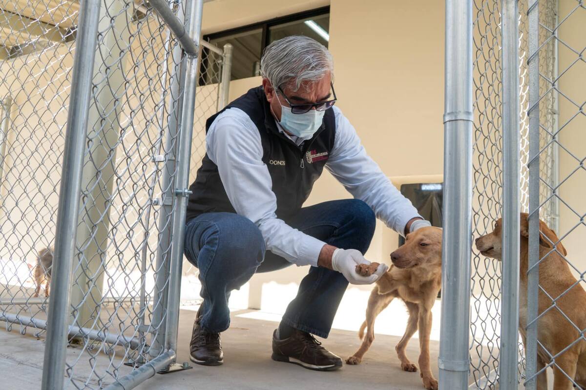 Descartan crear pronto santuario para animales