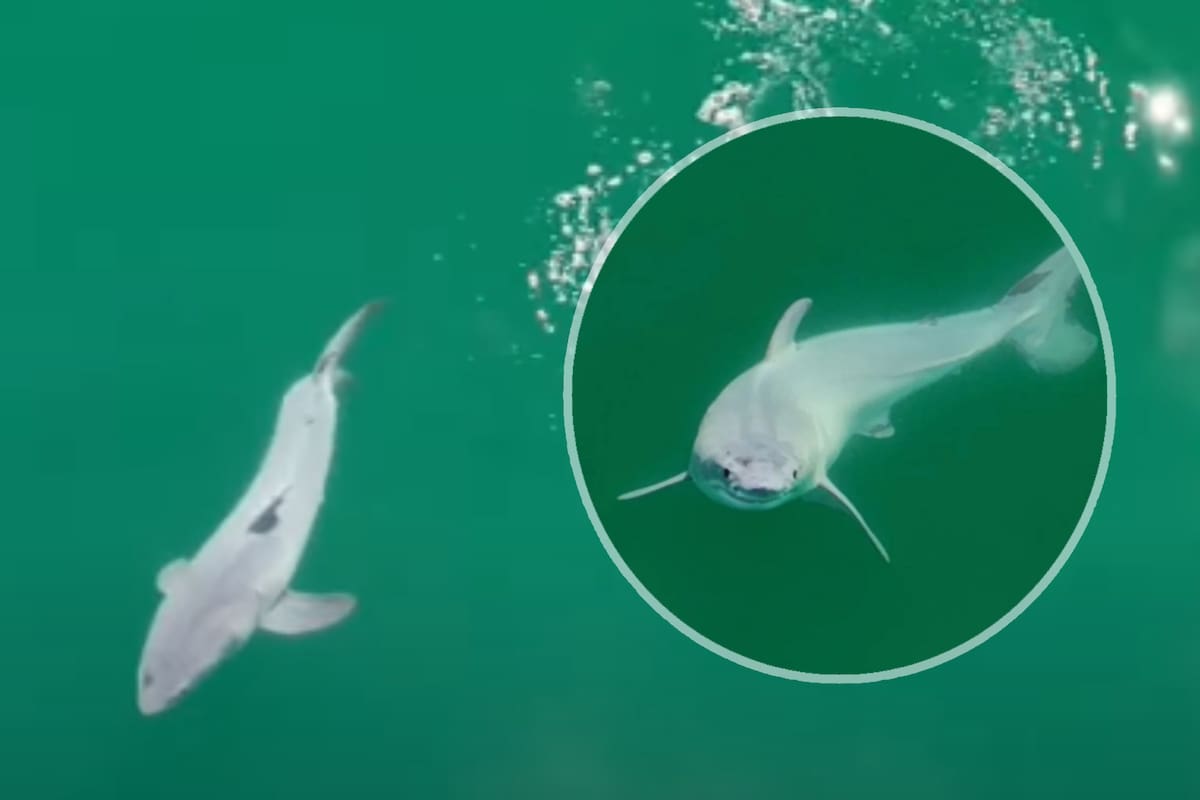 VIDEO: Descubren por primera vez un nacimiento de tiburón blanco