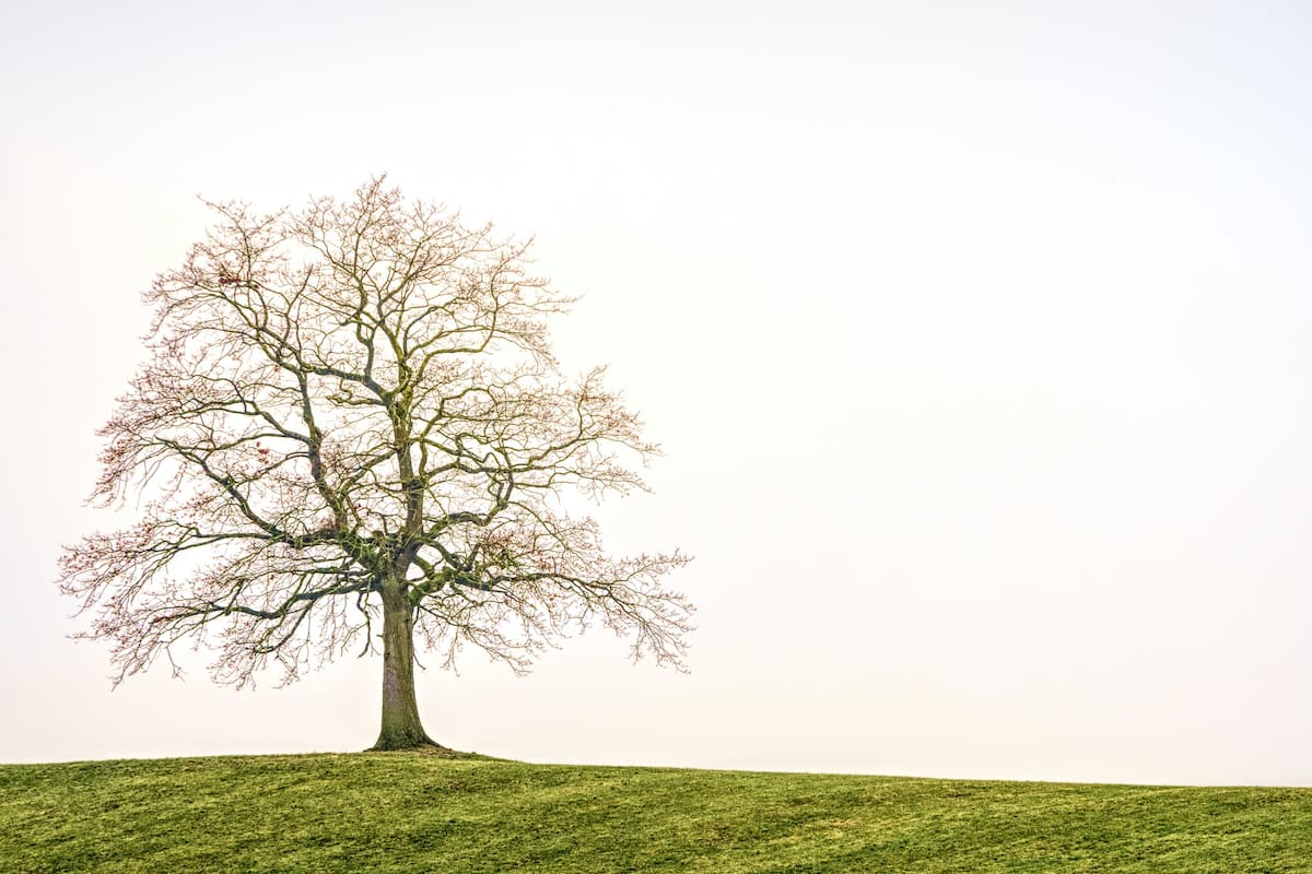 ¿Para qué sirve el diagrama de árbol?