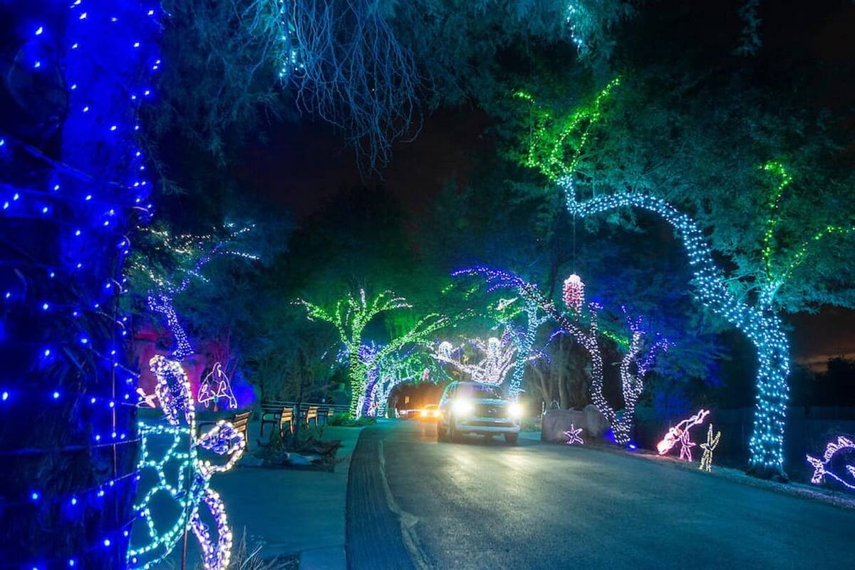 Luces y colores en Phoenix Zoo