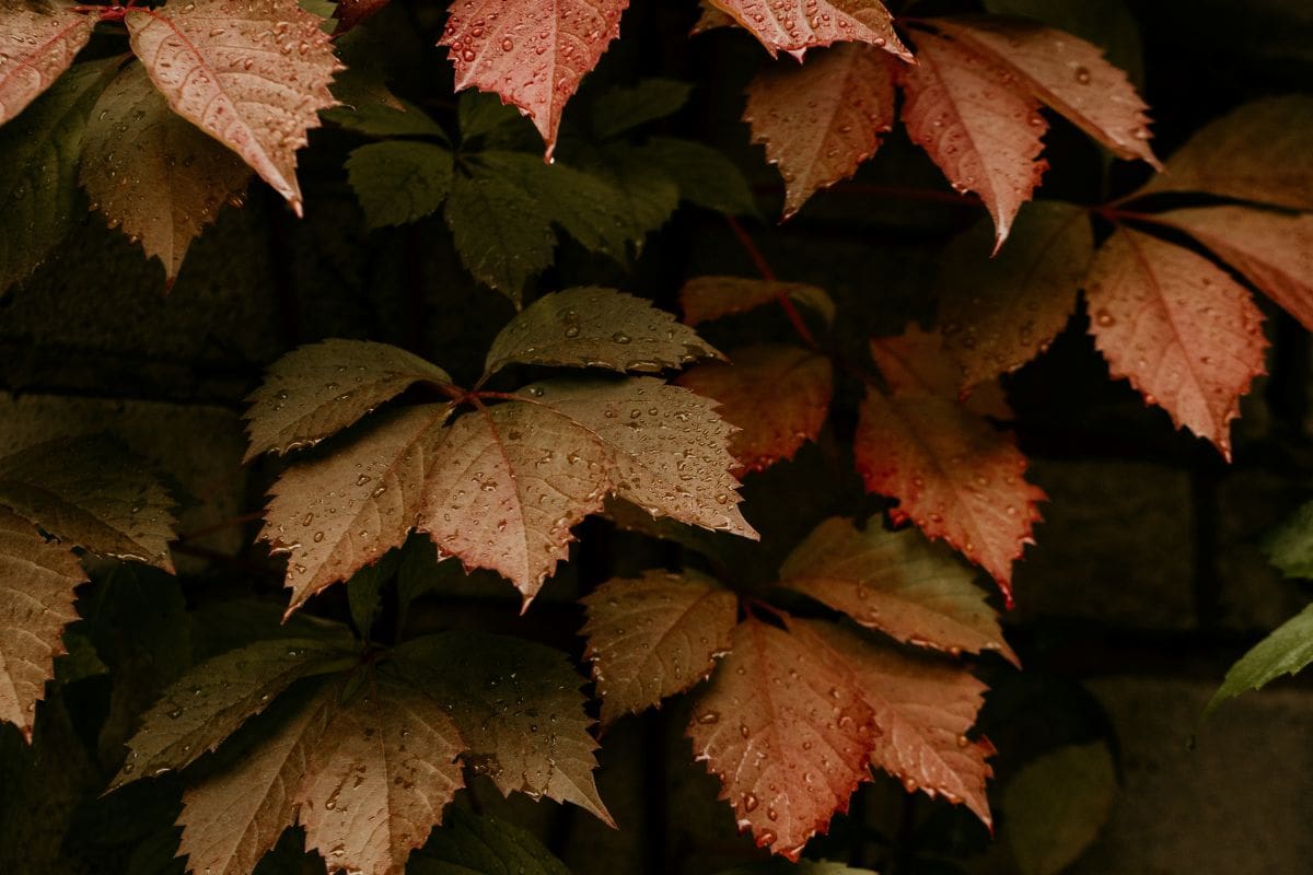 Otoño: ¿Cómo puedo mantener mis plantas a salvo con el cambio de temporada?