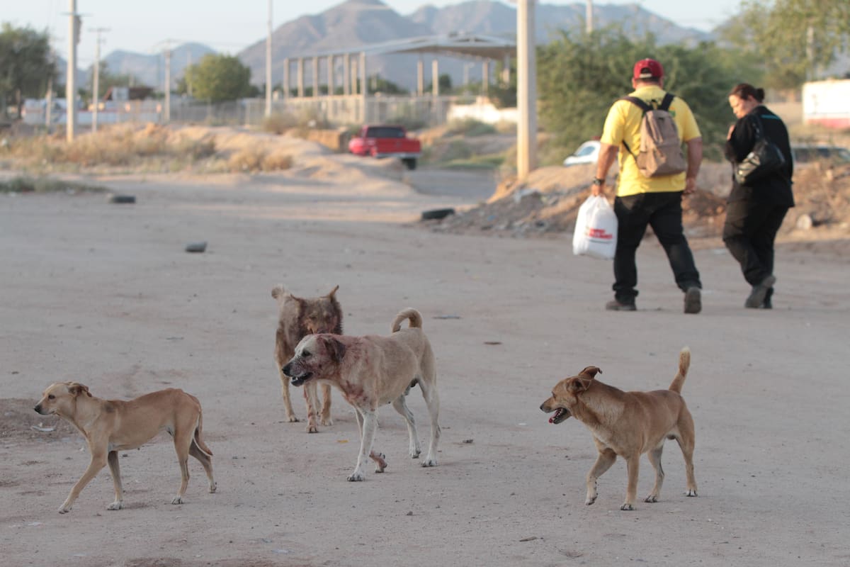 Expertos advierten que el abandono de mascotas es la principal causa de la formación de perros ferales en zonas periféricas. FOTO: BANCO DIGITAL