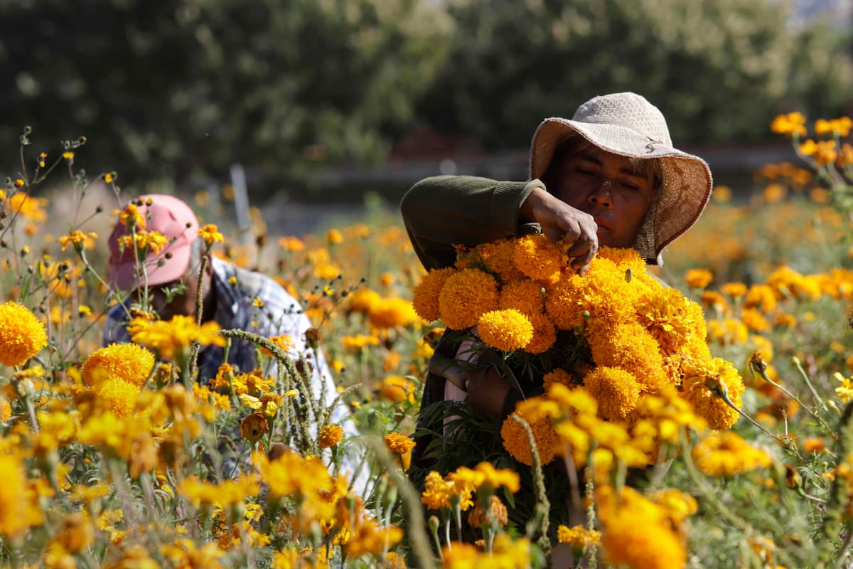 Agricultores cosechan flor de cempasúchil, usada tradicionalmente para adornar altares, ofrendas y tumbas en temporada de Día de Muertos, el 29 de octubre de 2023 en el municipio de Atlixco, estado de Puebla (México). EFE/Hilda Ríos