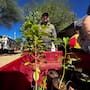Siguen regalando árboles y plantas en vivero municipal; así puedes obtenerlos gratis