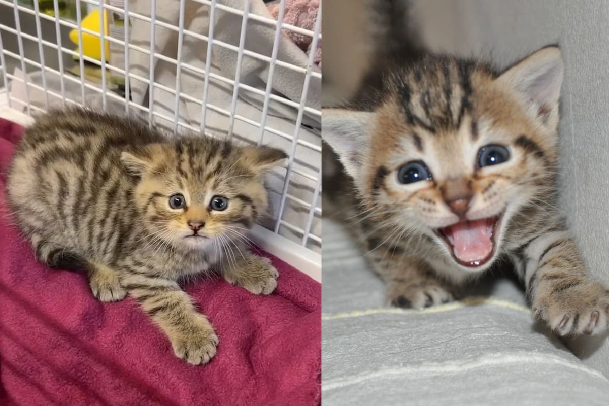 Refugio de animales se sorprende al recibir a un gatito que resultó ser un agresivo gato salvaje