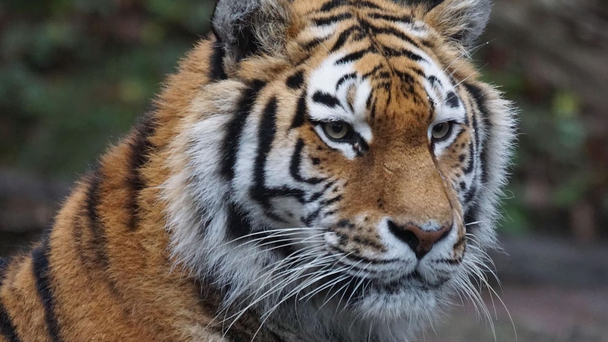 El tráfico mundial de tigres alcanza niveles récord con nueve ejemplares incautados cada mes, expertos advierten que redes criminales evolucionan más rápido que los esfuerzos de conservación y el comercio ilegal ahora incluye animales vivos
