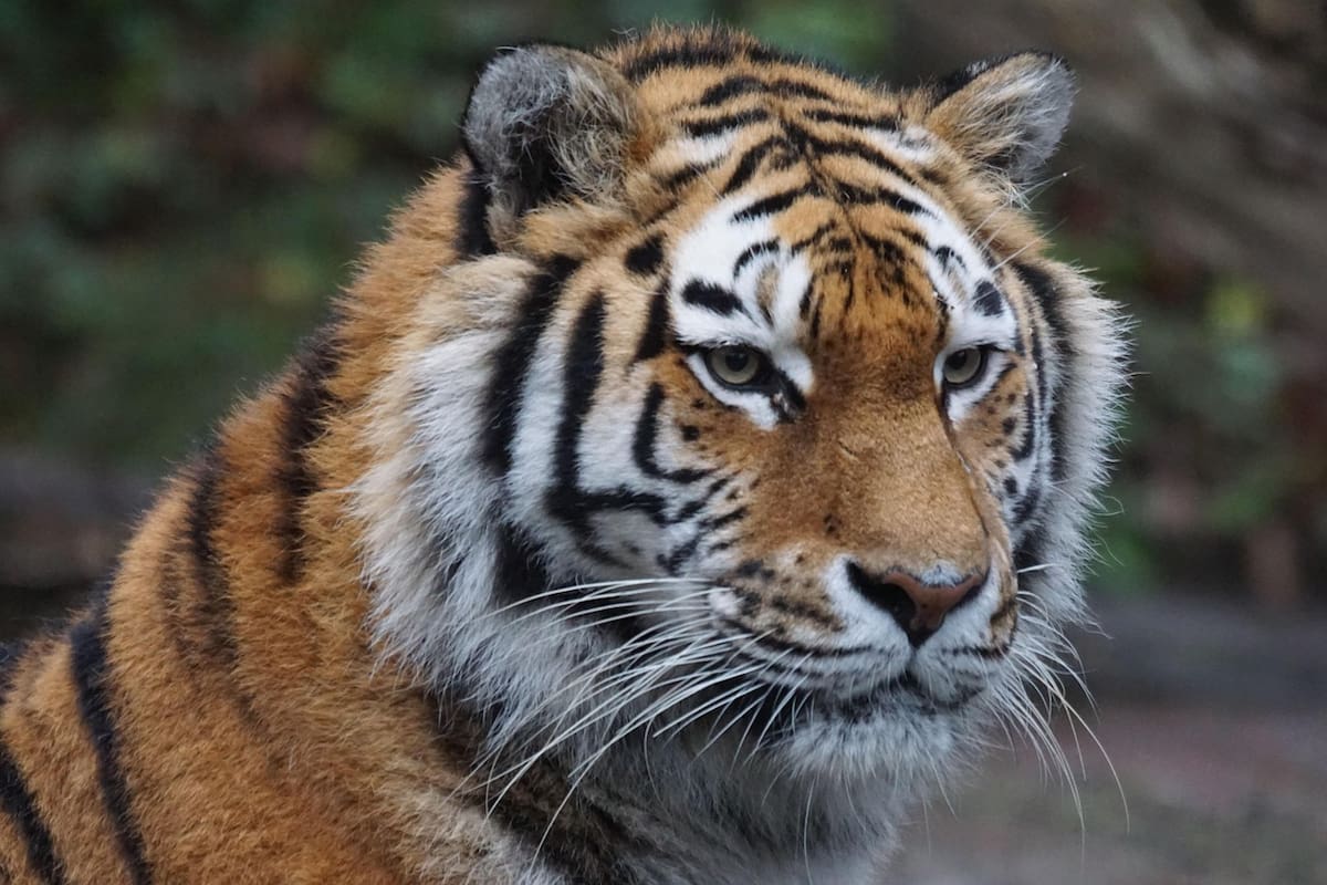 El tráfico mundial de tigres alcanza niveles récord con nueve ejemplares incautados cada mes, expertos advierten que redes criminales evolucionan más rápido que los esfuerzos de conservación y el comercio ilegal ahora incluye animales vivos