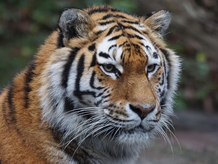 El tráfico mundial de tigres alcanza niveles récord con nueve ejemplares incautados cada mes, expertos advierten que redes criminales evolucionan más rápido que los esfuerzos de conservación y el comercio ilegal ahora incluye animales vivos