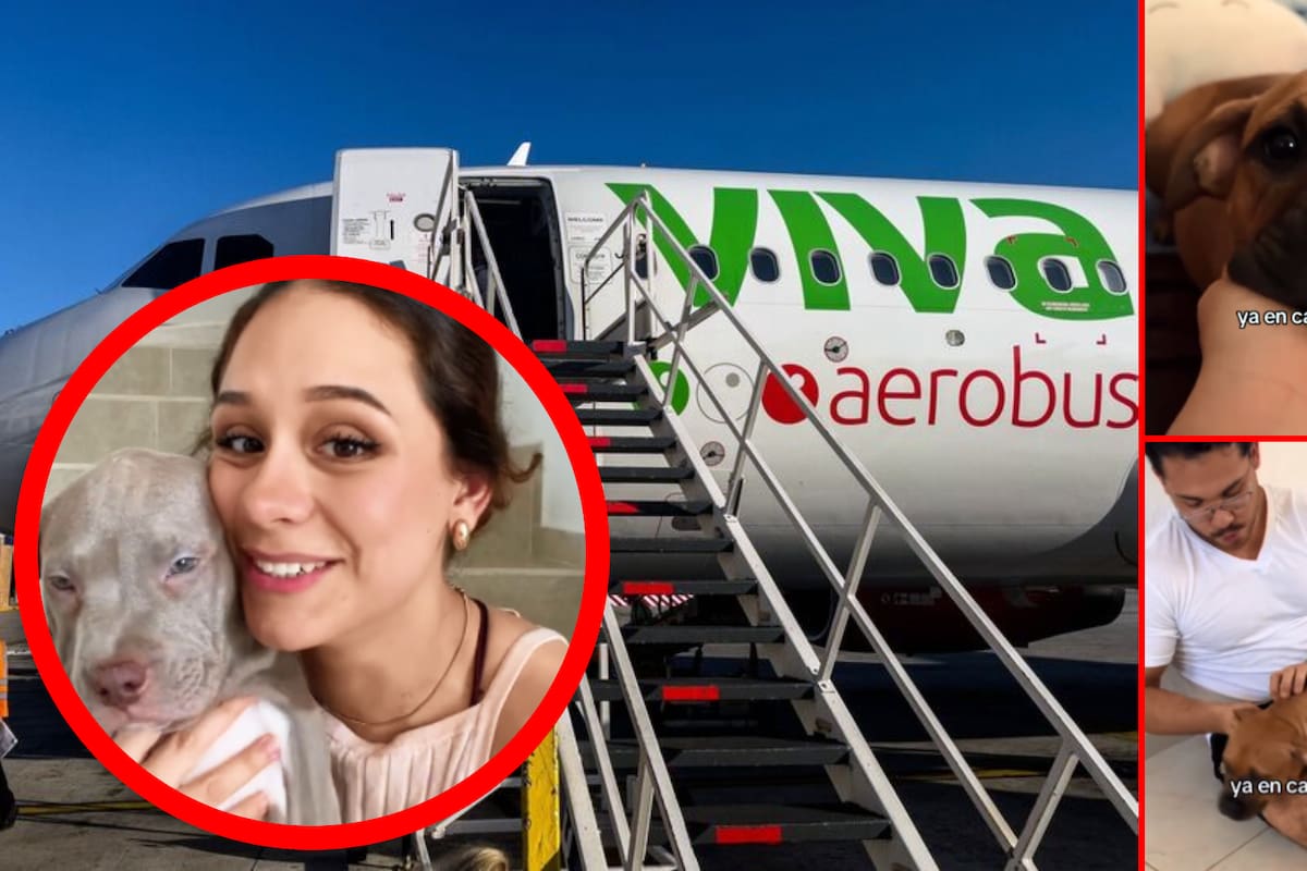 VIDEO: María viajó con su perrita en Viva Aerobus y al aterrizar le entregaron otro cachorro; lo llama “errorcito”, lo cuida por unas horas y lo regresa con su familia