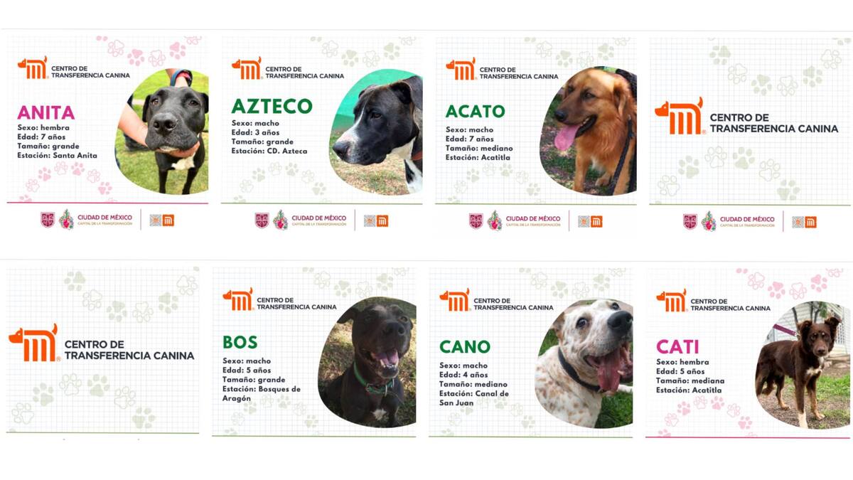 En el CTC, reciben atención médico-veterinaria inmediata. Foto: Centro de Transferencia Metro CDMX.