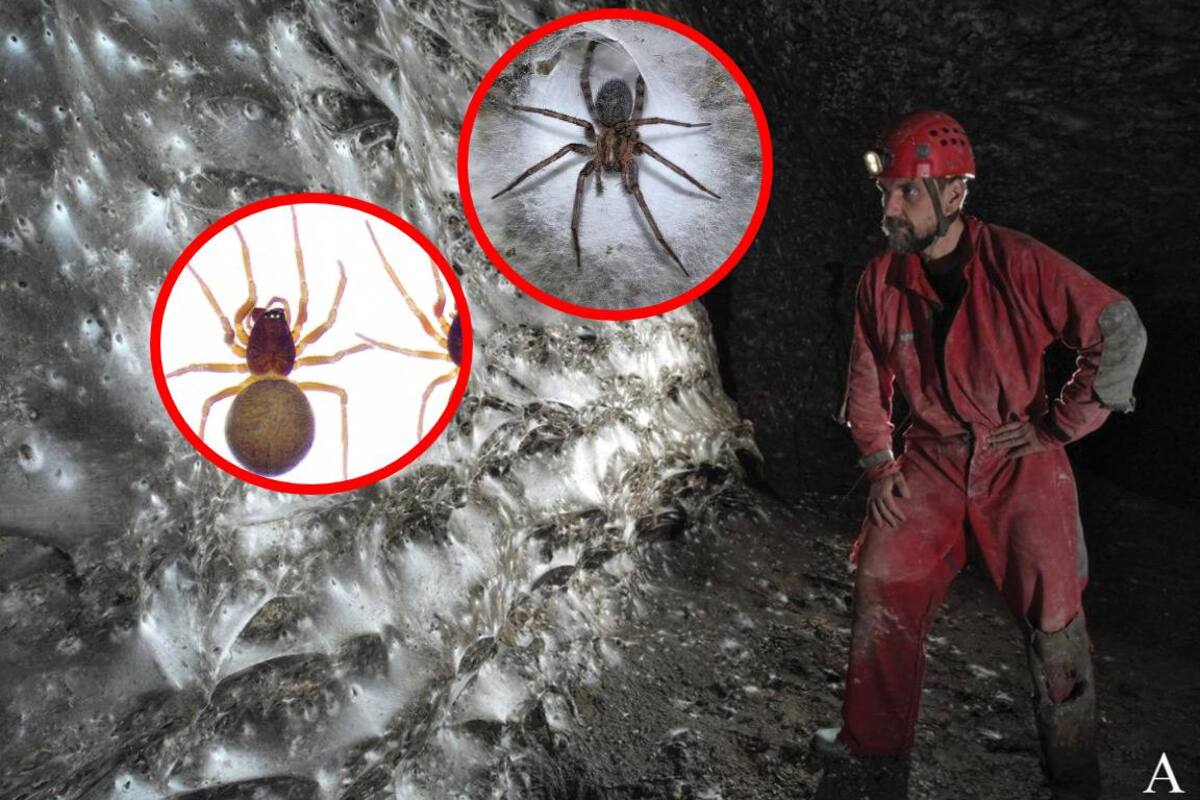 Encuentran una telaraña gigante en Grecia y Albania, habitada por más de 110.000 arañas