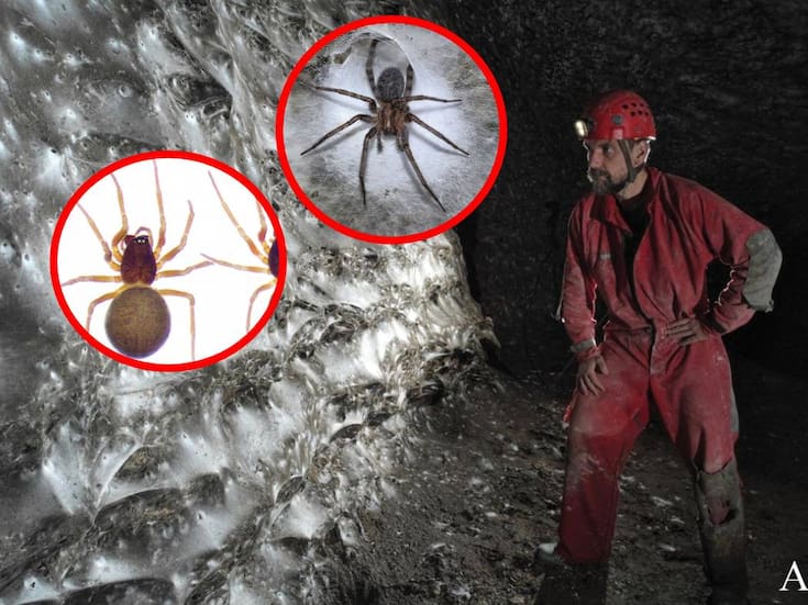 Encuentran una telaraña gigante en Grecia y Albania, habitada por más de 110.000 arañas