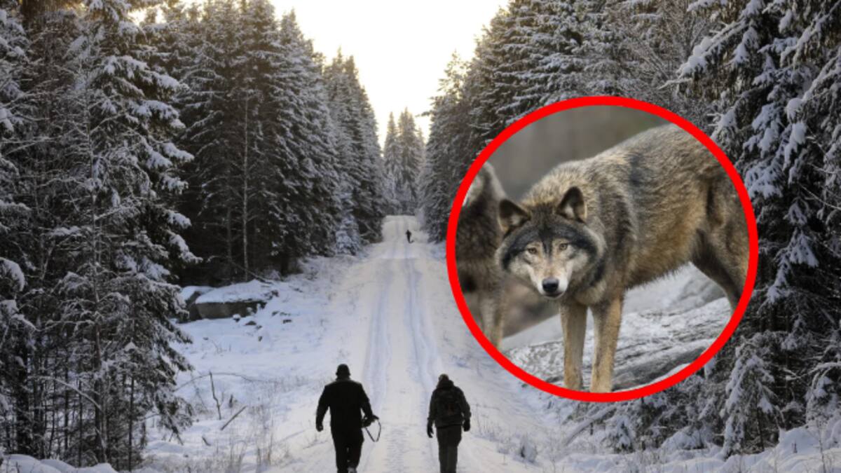 Suecia permite la caza de lobos: polémica por la reducción de una especie en peligro