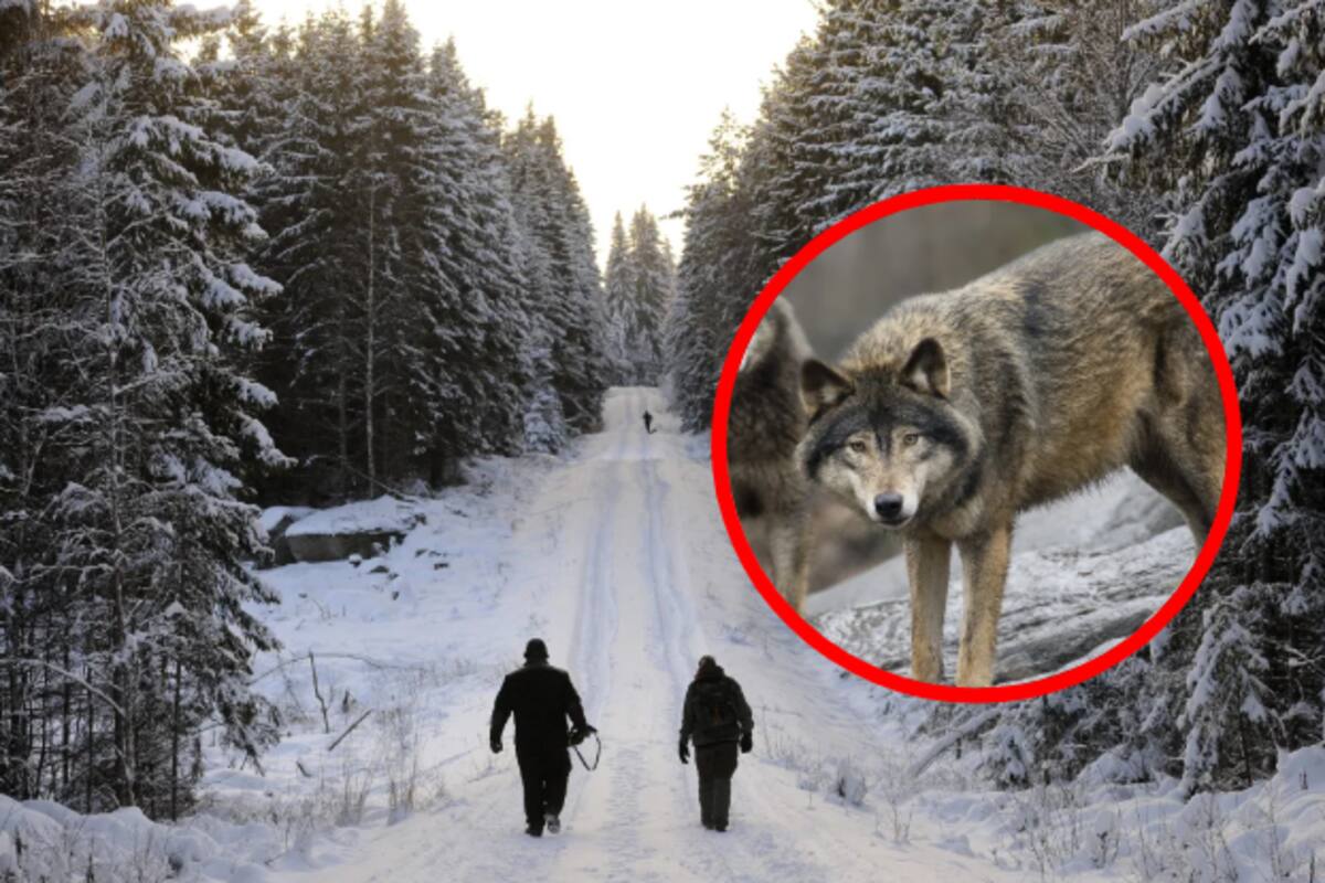 Suecia permite la caza de lobos: polémica por la reducción de una especie en peligro