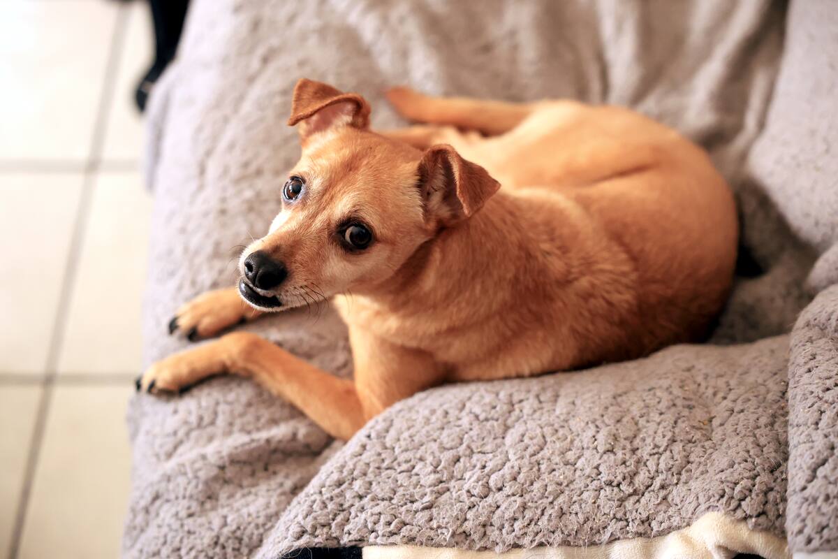 ¿Cuánto cuesta alimentar a tu perrito al año? Esto dice un estudio internacional