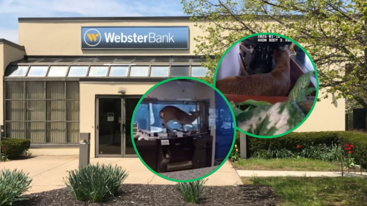 Un ciervo “asalta” un banco en Estados Unidos: Autoridades respondieron a una alarma de robo y se encontraron con un ciervo que causó destrozos en la sucursal bancaria
