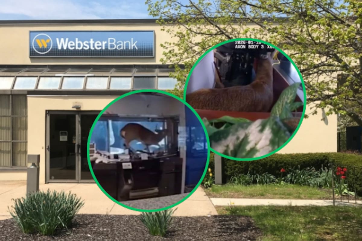 Un ciervo “asalta” un banco en Estados Unidos: Autoridades respondieron a una alarma de robo y se encontraron con un ciervo que causó destrozos en la sucursal bancaria