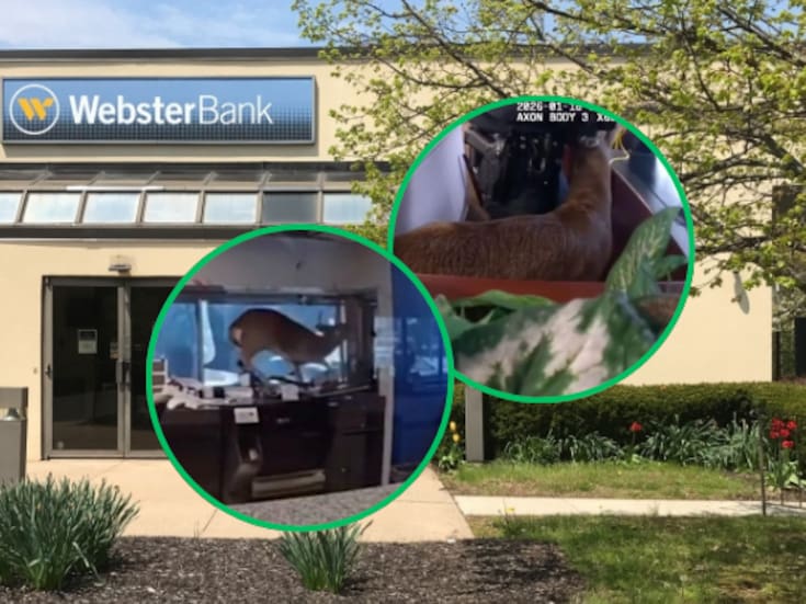 Un ciervo “asalta” un banco en Estados Unidos: Autoridades respondieron a una alarma de robo y se encontraron con un ciervo que causó destrozos en la sucursal bancaria