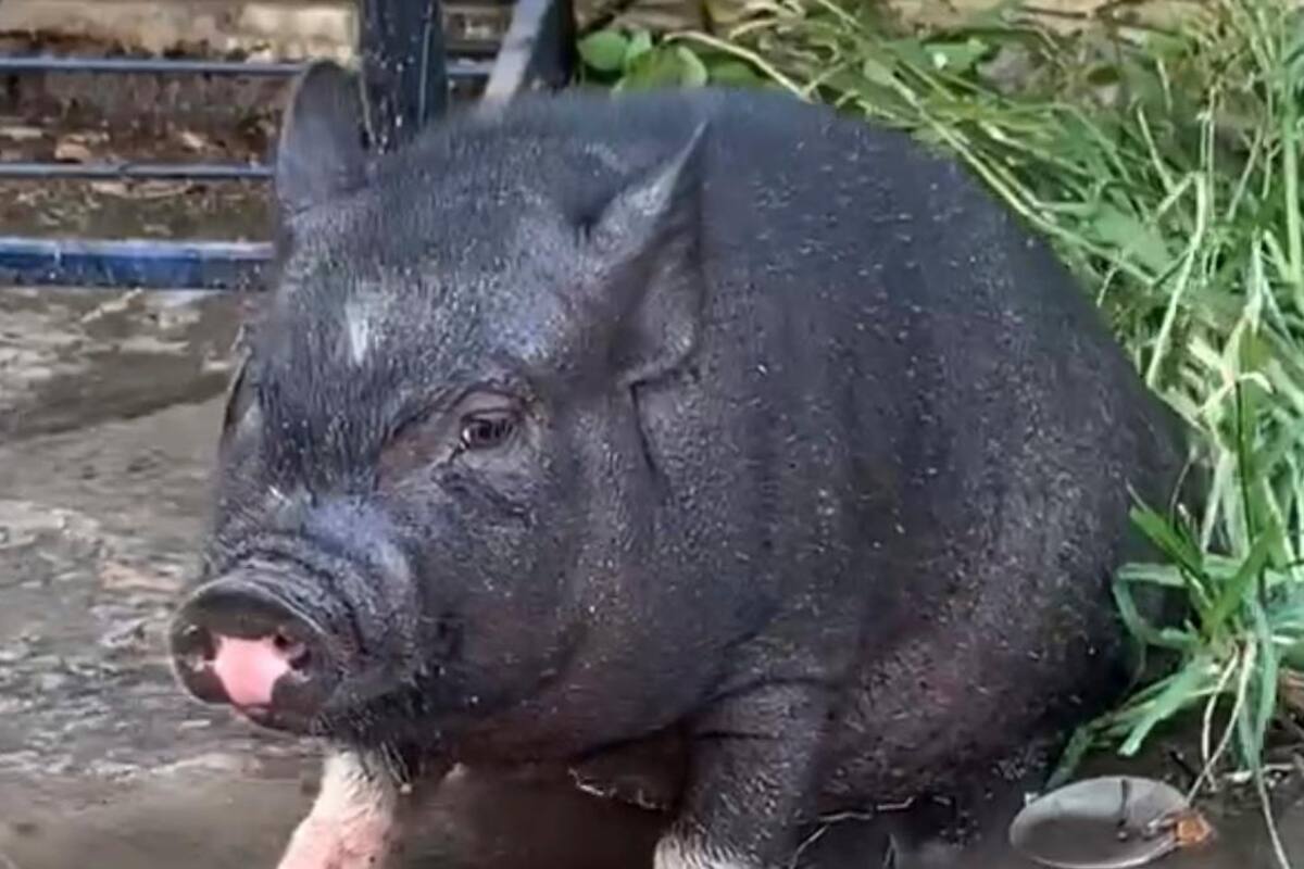 Cerdito vietnamita pasea por escuela tras fugarse de casa
