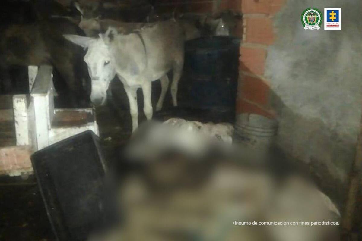 Desmantelan matadero ilegal en Barranquilla, sacrificaban caballos y burros para comercializar con su carne