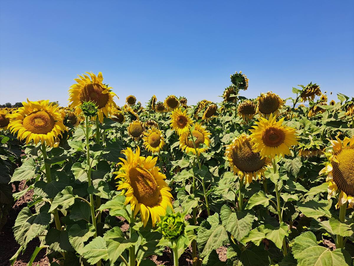 El cultivo inició su floración a los 90 días de haber sido sembrado / Foto: Especial