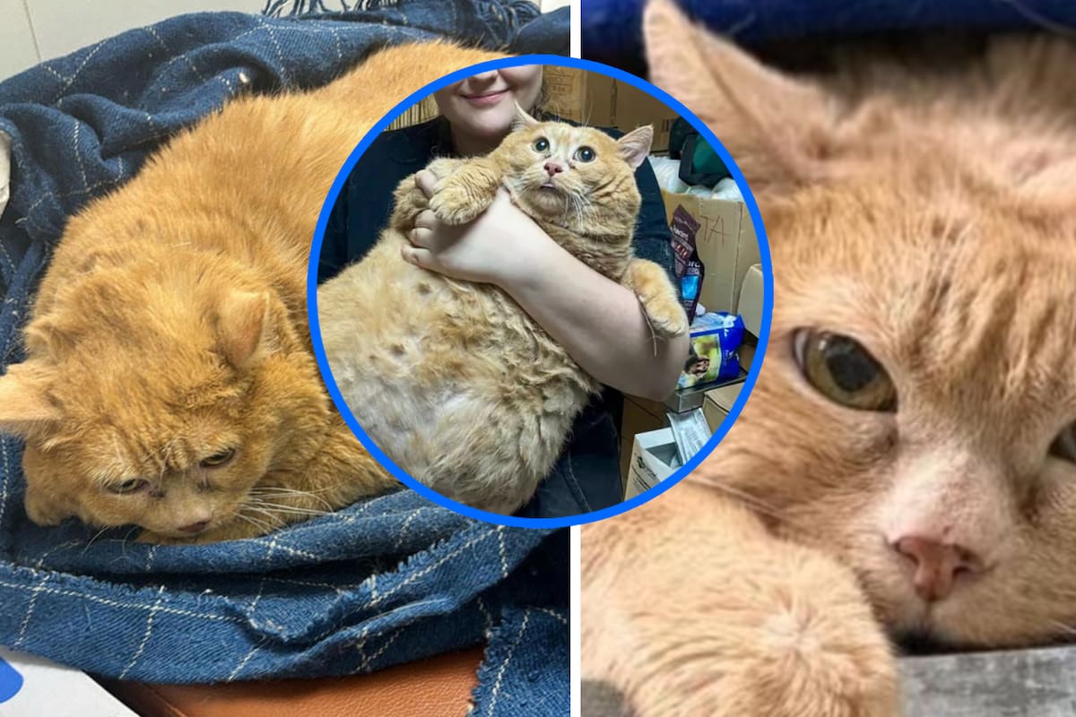 Muere Crumbs, el gato más gordo del mundo, tras meses de rehabilitación