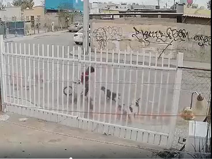 Jauría de perros ataca a menor en Misión del Ángel