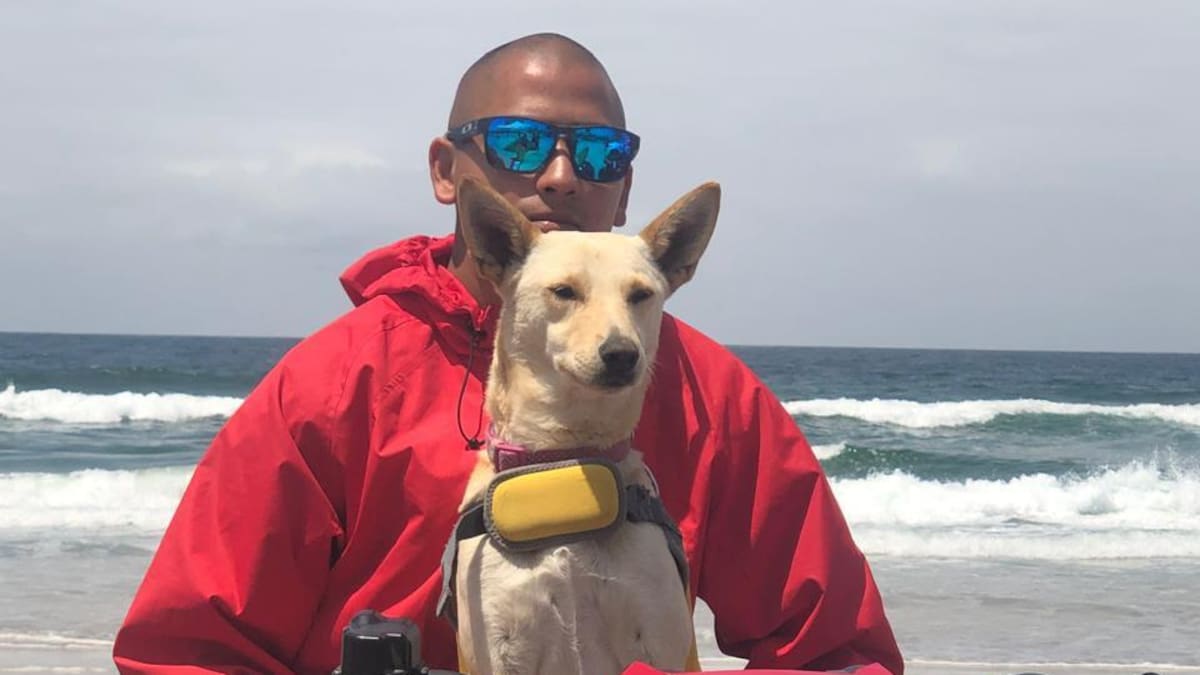 “Estrella” la perrita de los salvidas de Rosarito, regresó gracias a movilización en redes