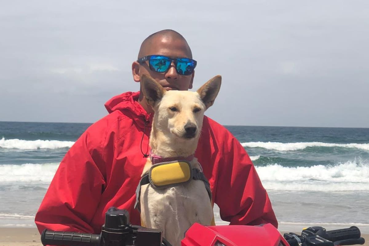 “Estrella” la perrita de los salvidas de Rosarito, regresó gracias a movilización en redes