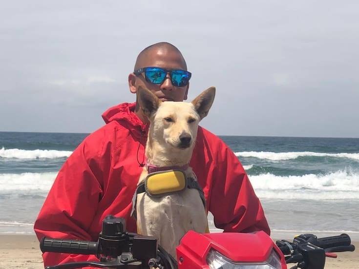 “Estrella” la perrita de los salvidas de Rosarito, regresó gracias a movilización en redes