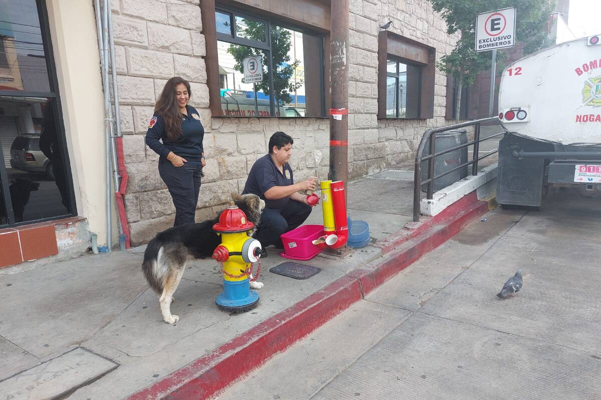 Perritos callejeros reciben ayuda de Bomberos de Nogales