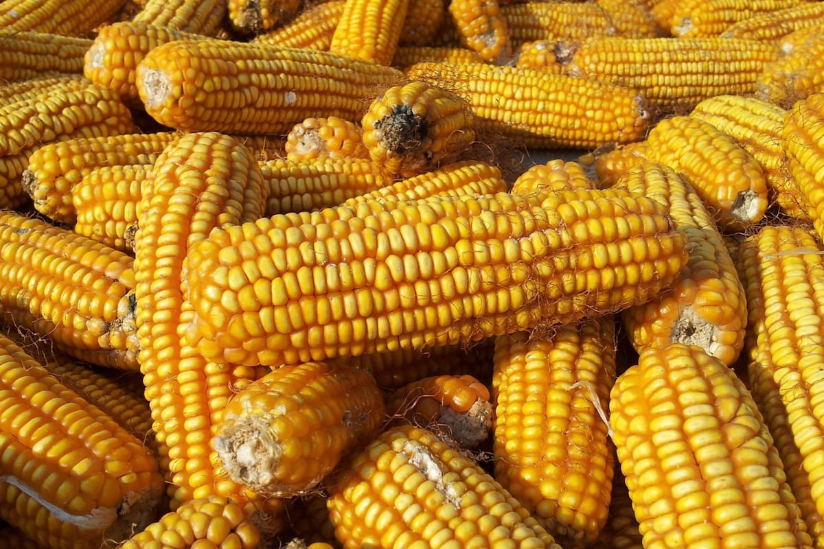 ¿Es saludable comer maíz dulce?