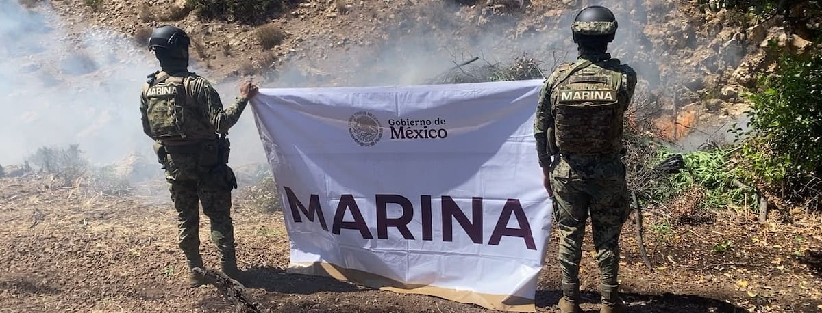 Durante un operativo, personal naval incineró 291 mil plantas con un peso estimado de 44.5 toneladas y aseguró muestras para la investigación correspondiente. Foto: Cortesía.