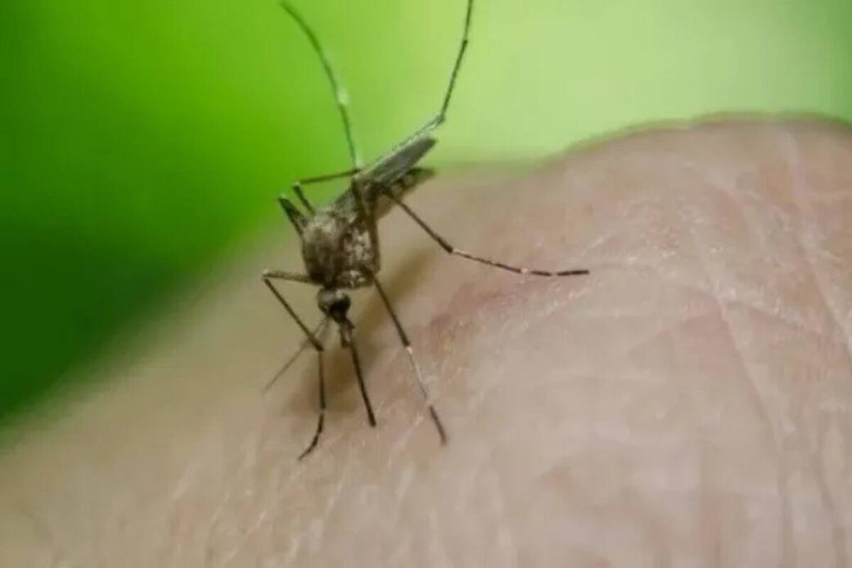 Cierra brote de dengue en San Felipe con 53 afectados