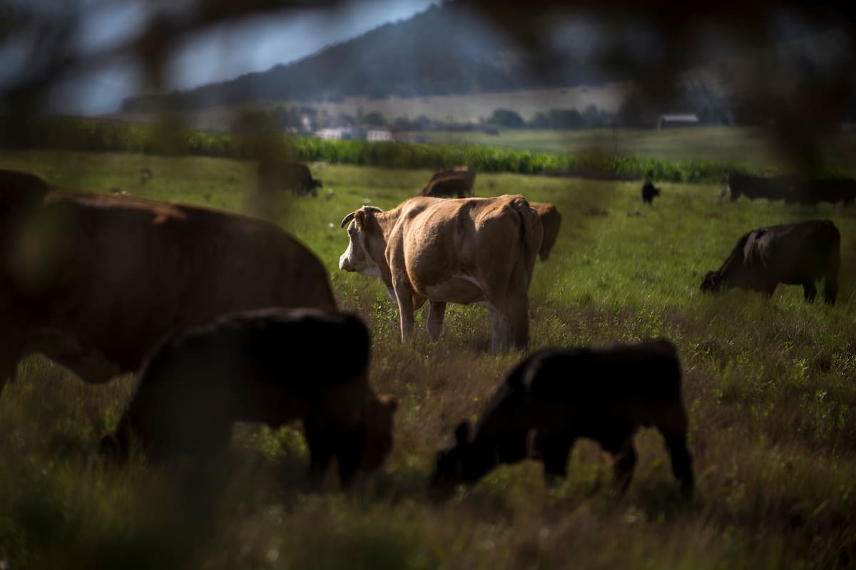 Detectan tercer caso de gusano barrenador en Montemorelos, Nuevo León