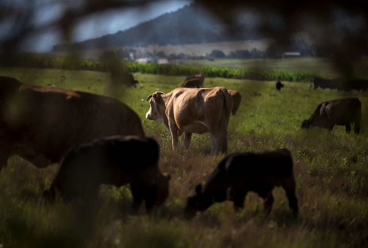 Fotografía de archivo fechada el 10 de junio de 2021, que muestra cabezas de ganado mientras pastan en un rancho en el municipio de Saltillo, en el estado de Coahuila (México). EFE/ Miguel Sierra