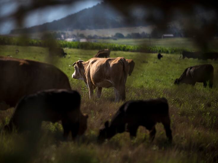 Detectan tercer caso de gusano barrenador en Montemorelos, Nuevo León